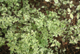 Prostanthera ovalifolia 'Variegata' RCP5-2014 244.JPG